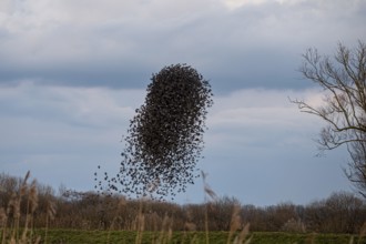 A flock of starlings (Sturnus vulgaris) draws a dynamic shape in the sky, Dümmer nature park Park,