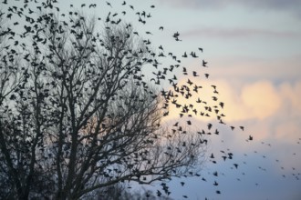 A flock of starlings (Sturnus vulgaris) flying from a tree in front of a colourful sky at sunset,
