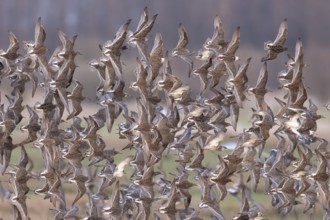 A dense flock of ruff (Calidris pugnax) flying synchronously in the same direction, Dümmer nature