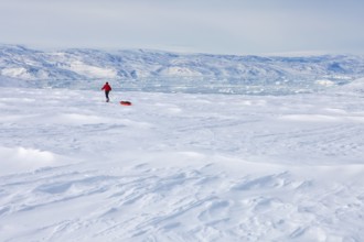 A tourist on a winter Arctic expedition skiing along Ikasartivaq Fjord, Sermersooq municipality,