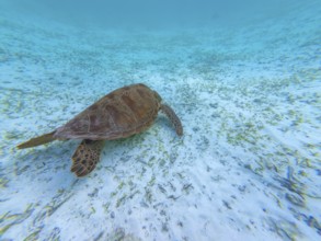 Green sea turtle gracefully navigating the clear, shallow turquoise waters of the indian ocean,
