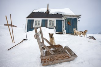 Greenlandic dogs outside a house in the village of Tiniteqilaaq, the village is one of five