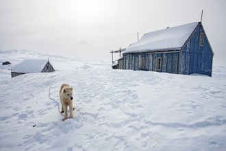 Greenlandic dog outside a house in the village of Tiniteqilaaq, the village is one of five