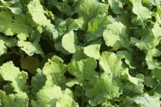 Winter rape, wintering, frost-resistant green manure plant, promotes the biological activity of the