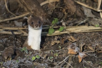 An ermine (Mustela erminea) looks out attentively from its den on a leaf-covered forest floor,
