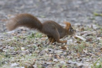 A squirrel (Sciurus vulgaris) running across forest-covered ground in autumn, Hesse, Germany