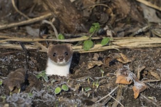 An ermine (Mustela erminea) looks out of its den, surrounded by brown leaves and plants, Hesse,