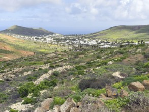 Valley of 1000 Palms, Haria, Lanzarote, Canary Islands, Spain