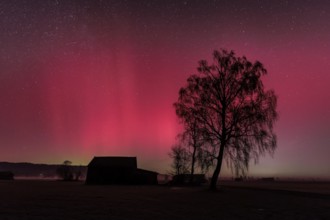 Northern lights, aurora borealis, solar storm, January 2026, red, green, hut, trees, birch,