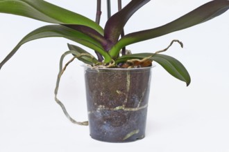 Transparent flower pot with roots and air roots of orchid flower on white backrgound
