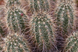 Close up of Engelmann's Hedgehog Cactus (Echinocereus engelmannii) plants with red spines