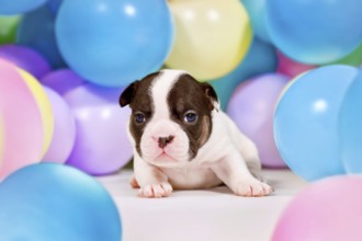 3 weeks old pied and tan French Bulldog dog puppy between colorful balloons