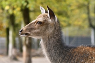 Side view of head of Cervus nippon Shika deer