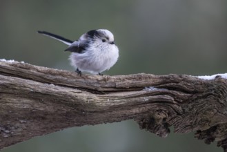 Long-tailed Tit (Aegithalos caudatus), Emsland, Lower Saxony, Germany