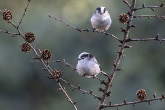 Long-tailed tits (Aegithalos caudatus), Emsland, Lower Saxony, Germany