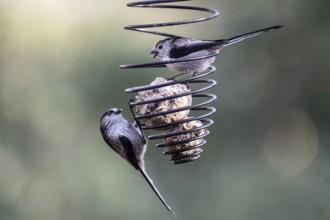 Long-tailed tits (Aegithalos caudatus) at the tit dumpling, Emsland, Lower Saxony, Germany