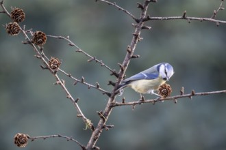 Blue tit (Parus caerulea), Emsland, Lower Saxony, Germany