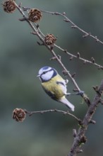 Blue tit (Parus caerulea), Emsland, Lower Saxony, Germany