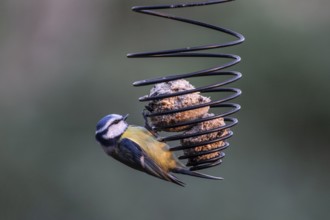 Blue tit (Parus caerulea) at the tit dumpling, Emsland, Lower Saxony, Germany