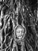 Buddha's head grown into the poplar fig (Ficus religiosa) . According to Buddhist tradition,
