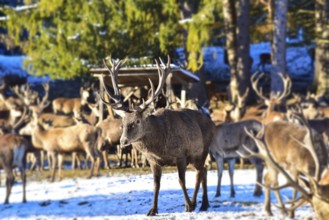 Wild feeding of red deer in the Allgäu region, Bavaria, Germany
