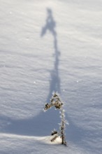 Shadow-casting grasses in snow, Emsland, Lower Saxony, Germany