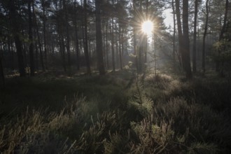 Light rays in the forest, Emsland, Lower Saxony, Germany
