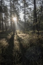Light rays in the forest, Emsland, Lower Saxony, Germany