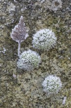 Moss and birch leaf in hoarfrost, Emsland, Lower Saxony, Germany