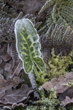 Arum italicum (Arum italicum Pictum) and fern fronds (Polystichum) in hoarfrost, Emsland, Lower