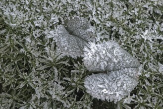 Cyclamen leaf (Cyclamen coum) on moss in hoarfrost, Emsland, Lower Saxony, Germany