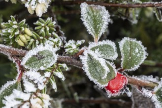Cotoneaster horizontalis in hoarfrost, Emsland, Lower Saxony, Germany