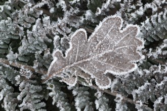 Oak leaf (Quercus robur) on fern frond (Polystichum) in hoarfrost, Emsland, Lower Saxony, Germany