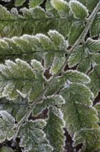 Fern fronds (Polystichum) in hoarfrost, Emsland, Lower Saxony, Germany