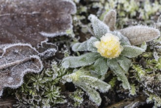 Winter aconite (Eranthis hyemalis) in hoarfrost, Emsland, Lower Saxony, Germany
