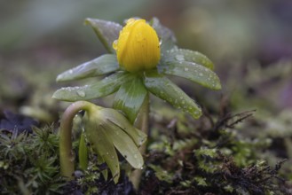 Winter aconite (Eranthis hyemalis), Emsland, Lower Saxony, Germany