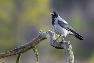 Northern European hooded crow (Corvus cornix cornix, Corvus corone cornix) perched on branch in