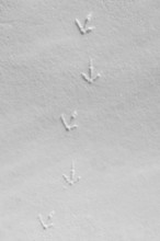 Rock ptarmigan (Lagopus muta, Lagopus mutus) tracks, footprints in the snow in winter