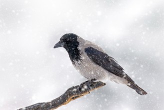 Northern European hooded crow (Corvus cornix cornix) in the snow perched on branch during heavy