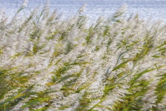 Motion blurred panicles of common reeds (Phragmites australis, Phragmites communis) in reedbed,