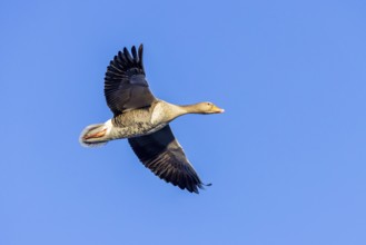 Greylag goose, graylag goose (Anser anser) flying against blue sky in winter
