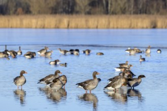 Greylag geese, graylag goose flock (Anser anser) resting in shallow water of lake in winter