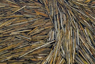 Common reeds (Phragmites australis, Phragmites communis) broken reed stems floating in water of