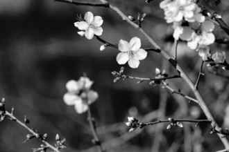 Almond blossom, blossoming branch, almond tree (Prunus dulcis), monochrome, Agrigento, Sicily,