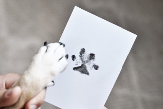 Hand holding dog paw next to prints on white paper. Pet keepsake as memory of beloved dog concept
