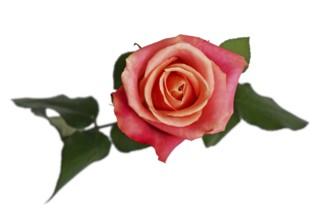 Top view of single peach colored rose flower on white background