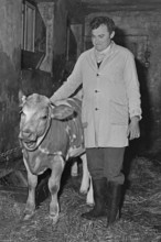 Farmer with a calf in a cowshed, on a former Franconian farm, black and white, Bavaria, Germany