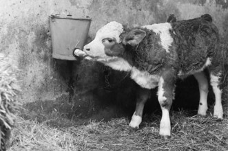Tethered veal drinks milk from a bucket in a cowshed, on a former Franconian farm, black and white,