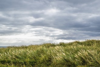 Grass over Hengistbury Head, Christchurch Head, English Channel, Dorset, England, United Kingdom