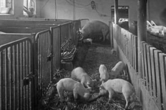 Mother sow with piglets in a pigsty, on a former Franconian farm, black and white, Bavaria, Germany